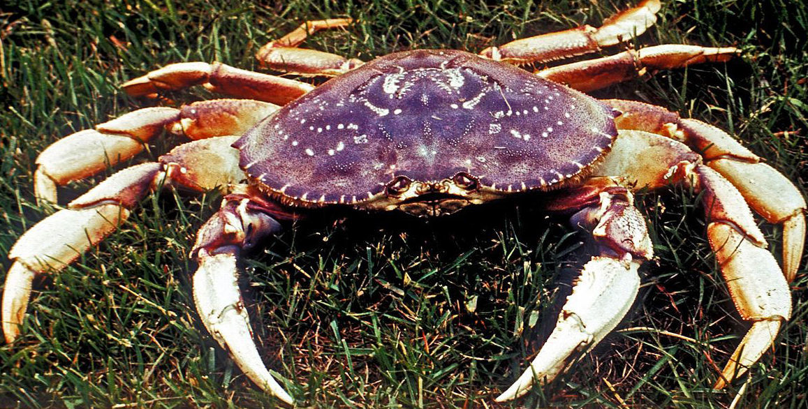 Dungeness crab